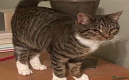 Domestic Shorthair cats for adoption: Honey & Toast, 6 month old kittens  - Image 4