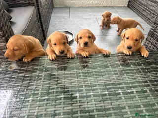 Labrador Retriever dogs Beautiful KC Red Labrador Puppies - Advert 4