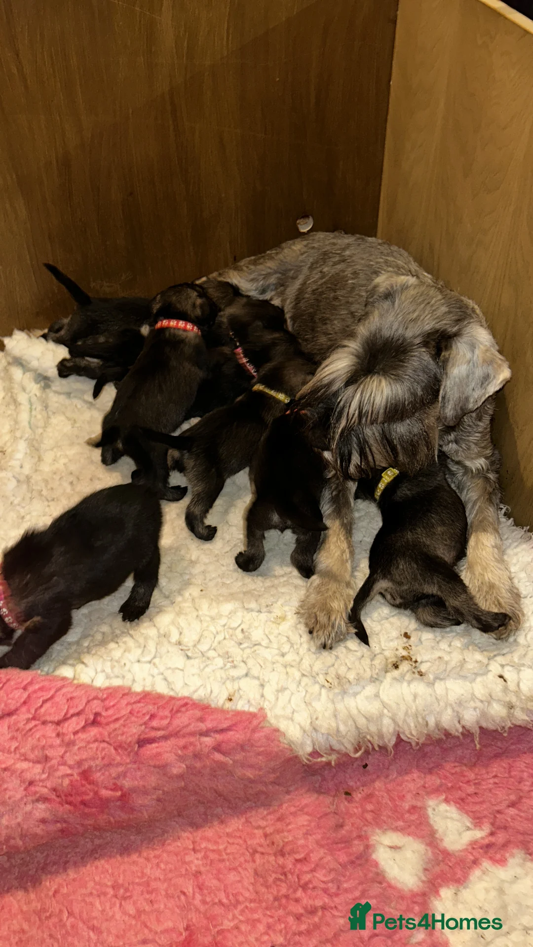 Schnauzer dogs for sale: KC reg Male standard schnauzer Puppies.Ready now. - Advert 4