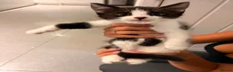 Domestic Shorthair cats for sale: 3 Domestic Kittens  - Advert 3