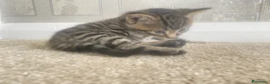 Tabby girl
