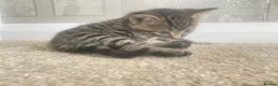 Mixed Breed cats for sale: Tabby kittens  in Bexleyheath - Advert 6
