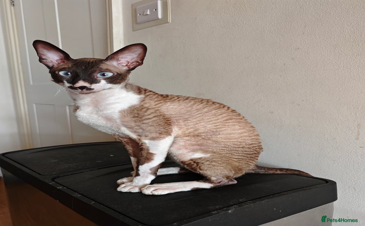 Cornish Rex cats - Advert 1