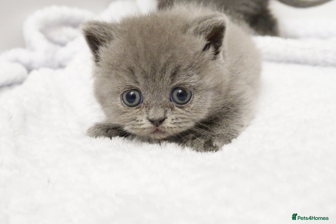 British Shorthair cats for sale: 🐾Pedigree British Shorthair Kittens – GCCF REG🐾 - Image 13