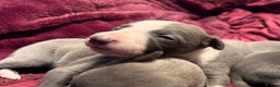 Whippet dogs for sale: 3 Stunning Whippet Boy's available  - Advert 14