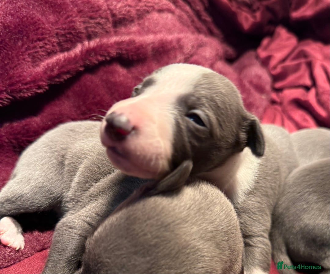 Whippet dogs for sale: 3 Stunning Whippet Boy's available  - Advert 14
