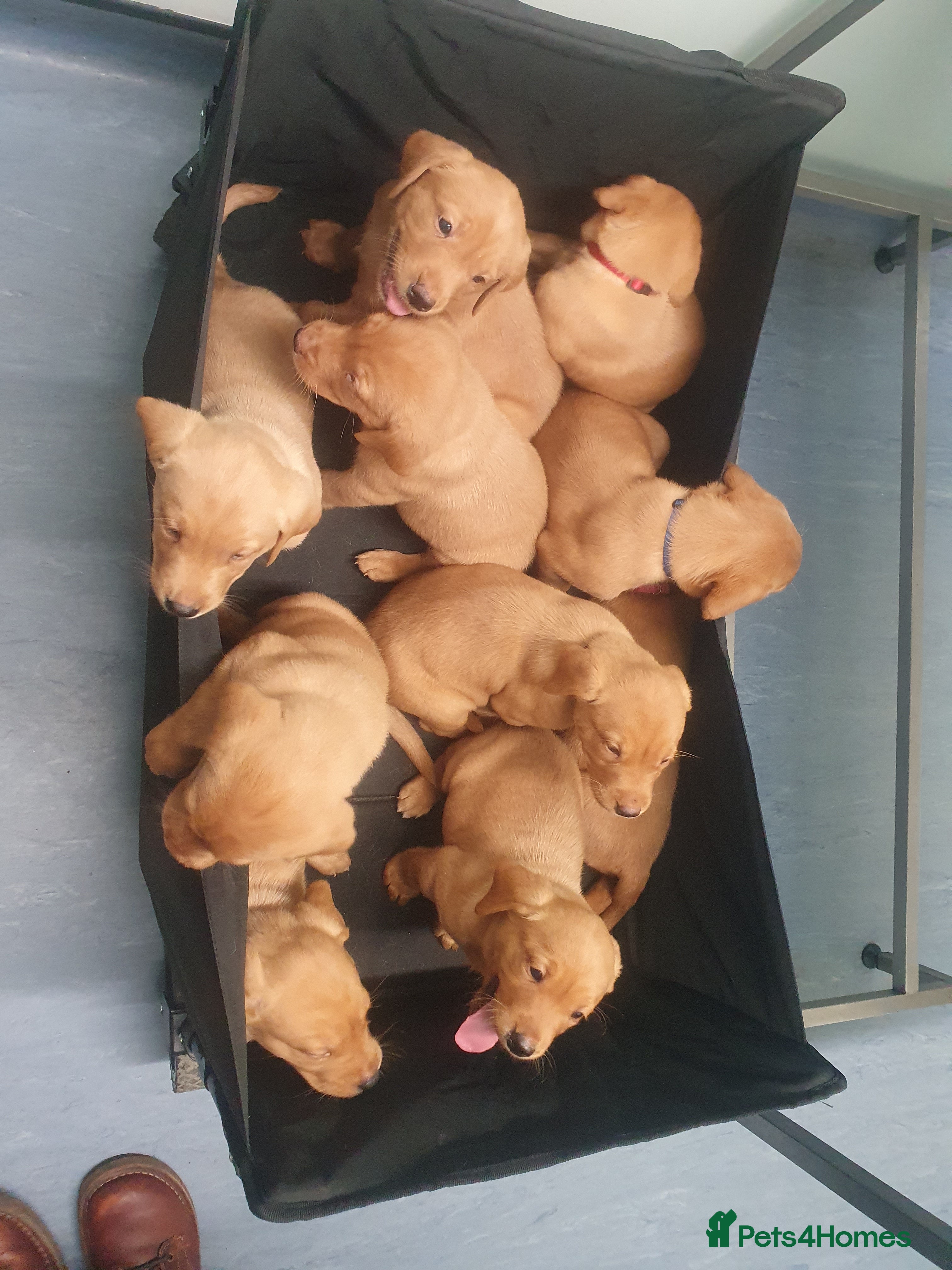 Labrador Retriever dogs Fox red labrador puppies - Advert 5