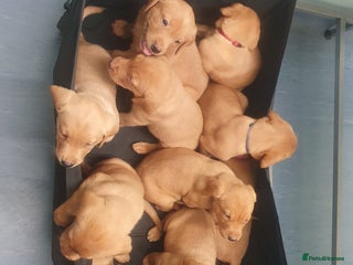 Labrador Retriever dogs Fox red labrador puppies - Advert 5