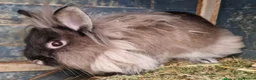 Lionhead rabbits for sale: Beautiful double mane Lionhead bunnies 🐰😍 - Advert 10