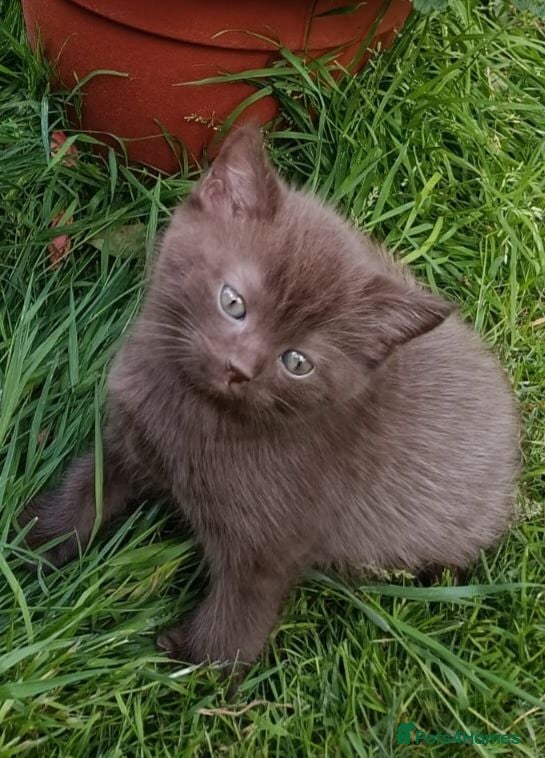 Mixed Breed cats Brown kitten  - Advert 3