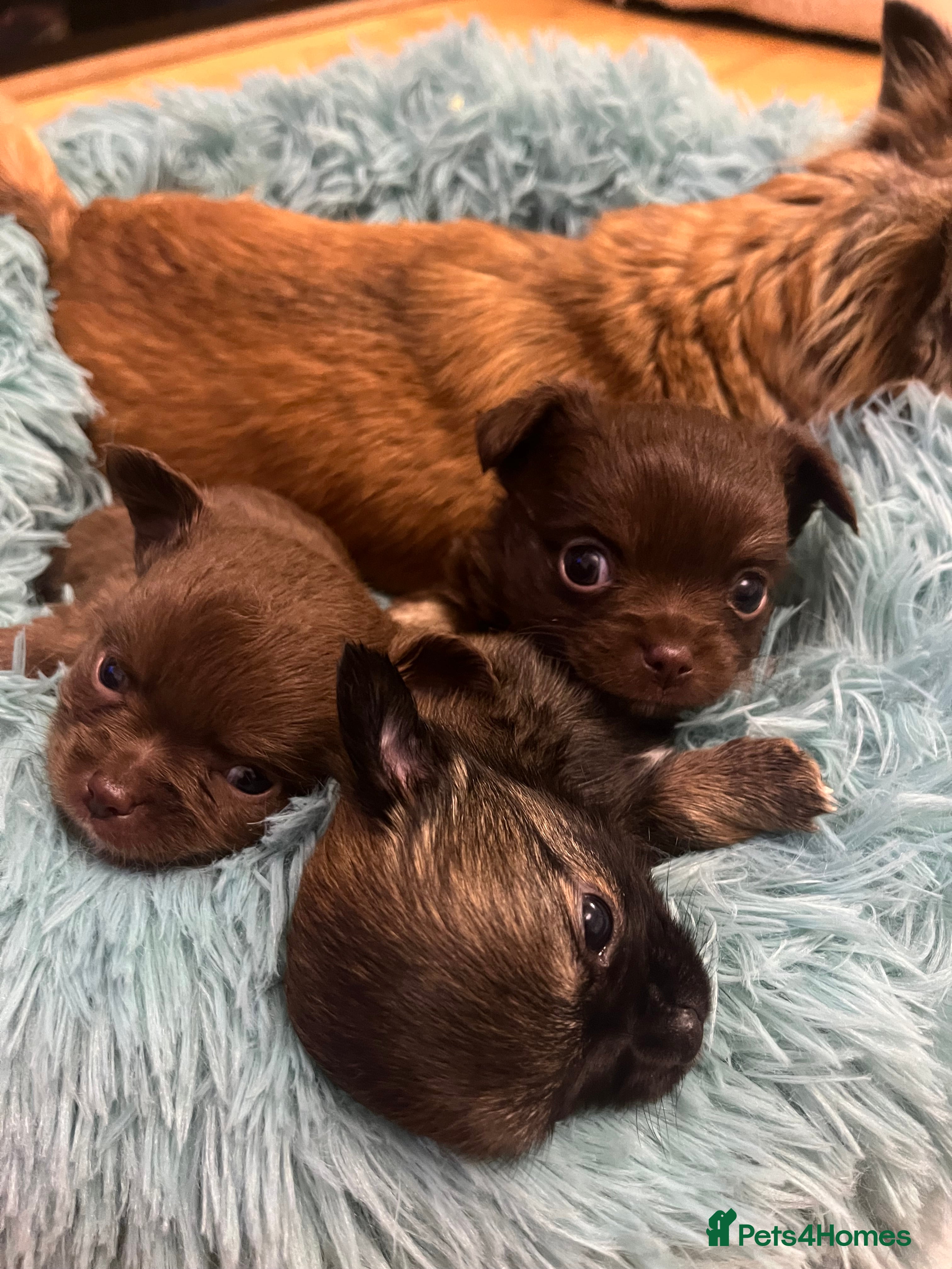 Chihuahua dogs 3 Gorgeous long coats boys - Advert 2