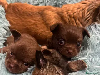 Chihuahua dogs 3 Gorgeous long coats boys - Advert 2