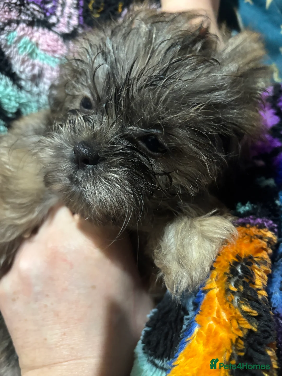 Shih Tzu dogs for sale: Adorable Puppies Looking for Their Forever Homes  - Advert 8