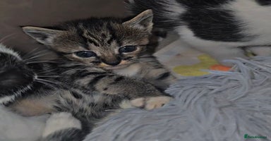 Savannah cats - Advert 14