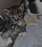 Savannah cats - Advert 2