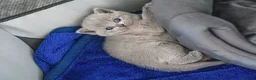 British Shorthair cats for sale: British Shorthair kittens ACTIVE/Non-active - Advert 12