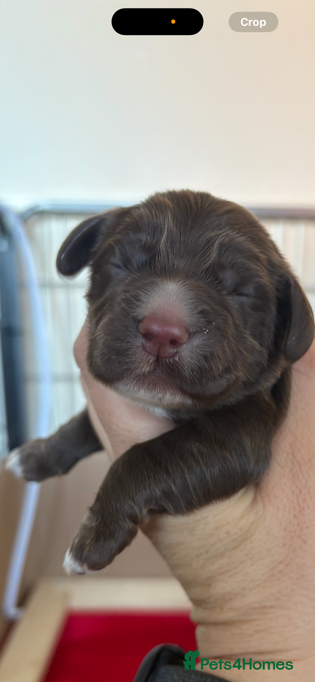 Cocker Spaniel dogs for sale: Stunning WCS pups - Image 12
