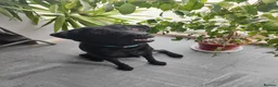 Labrador Retriever dogs for sale: Labrador Boy “Onix” Looking for His Forever Home - Advert 7