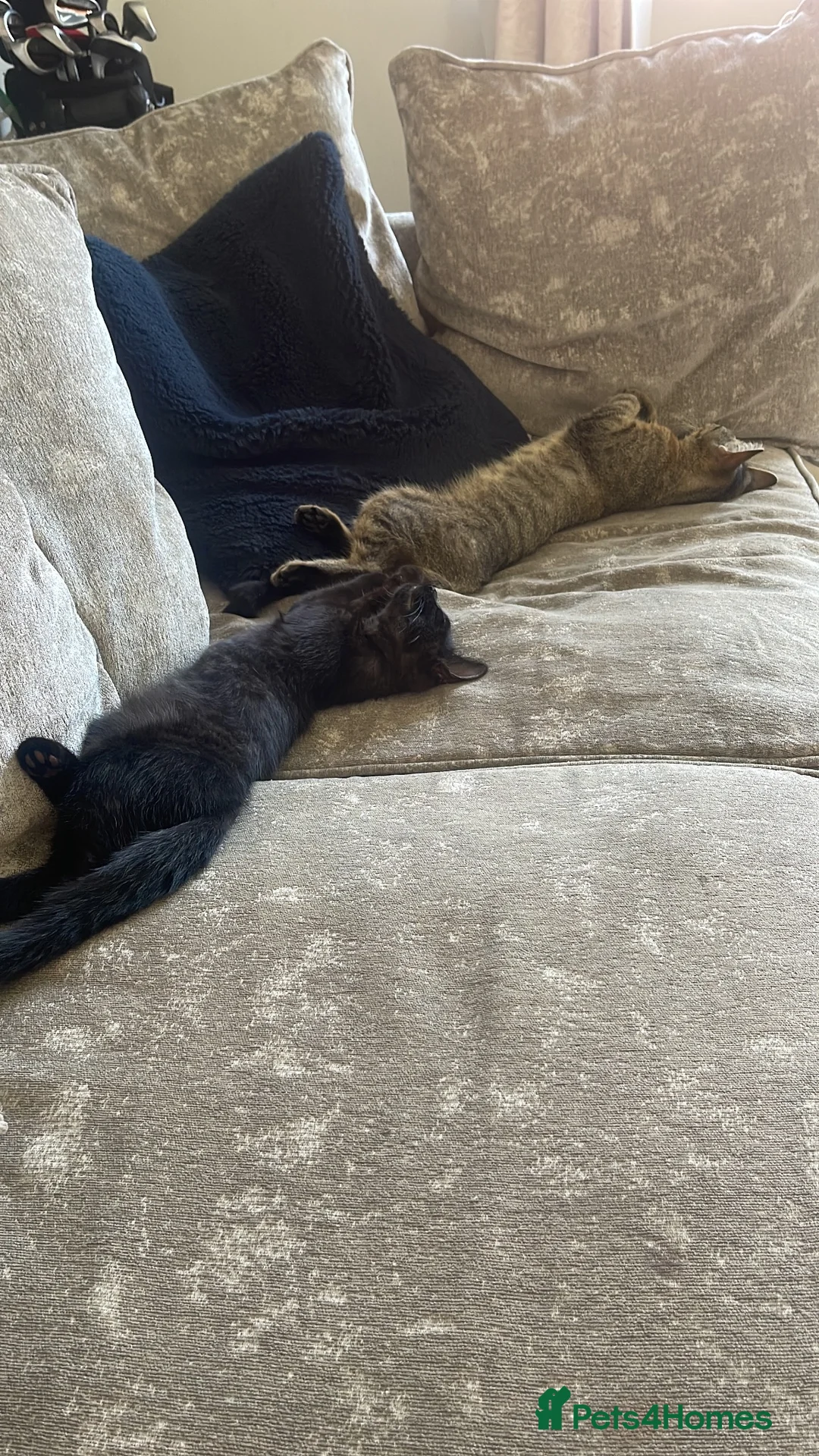 Mixed Breed cats for sale: Male black Tabby Kitten - Advert 5