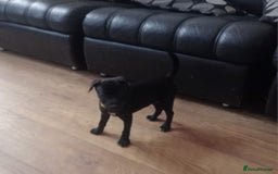 Patterdale Terrier dogs for sale:  READY NOW Patterdale pup for sale - Image 5