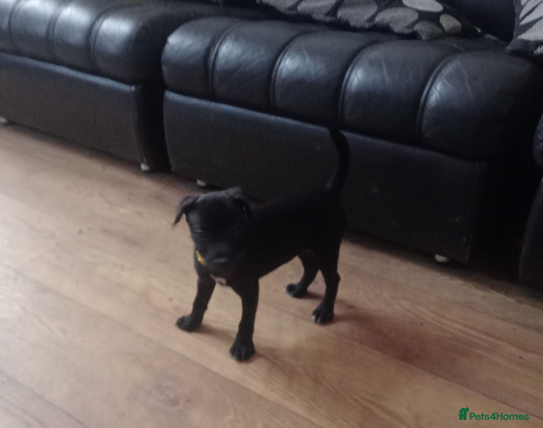 Patterdale Terrier dogs for sale:  READY NOW Patterdale pup for sale - Image 5