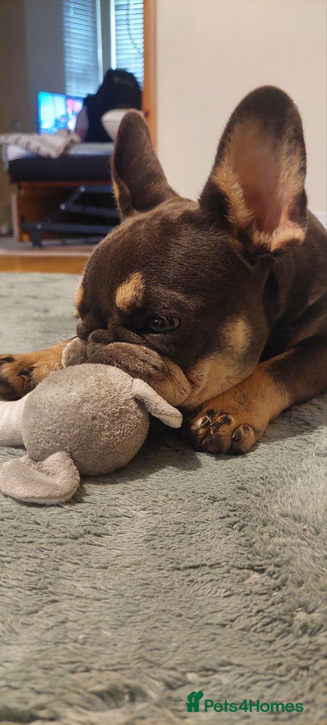 French Bulldog dogs for sale: French Bulldog  - Advert 2