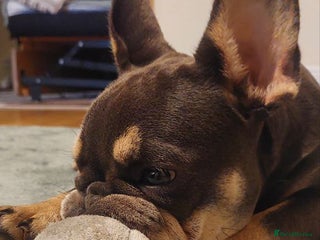 French Bulldog dogs French Bulldog - Advert 4