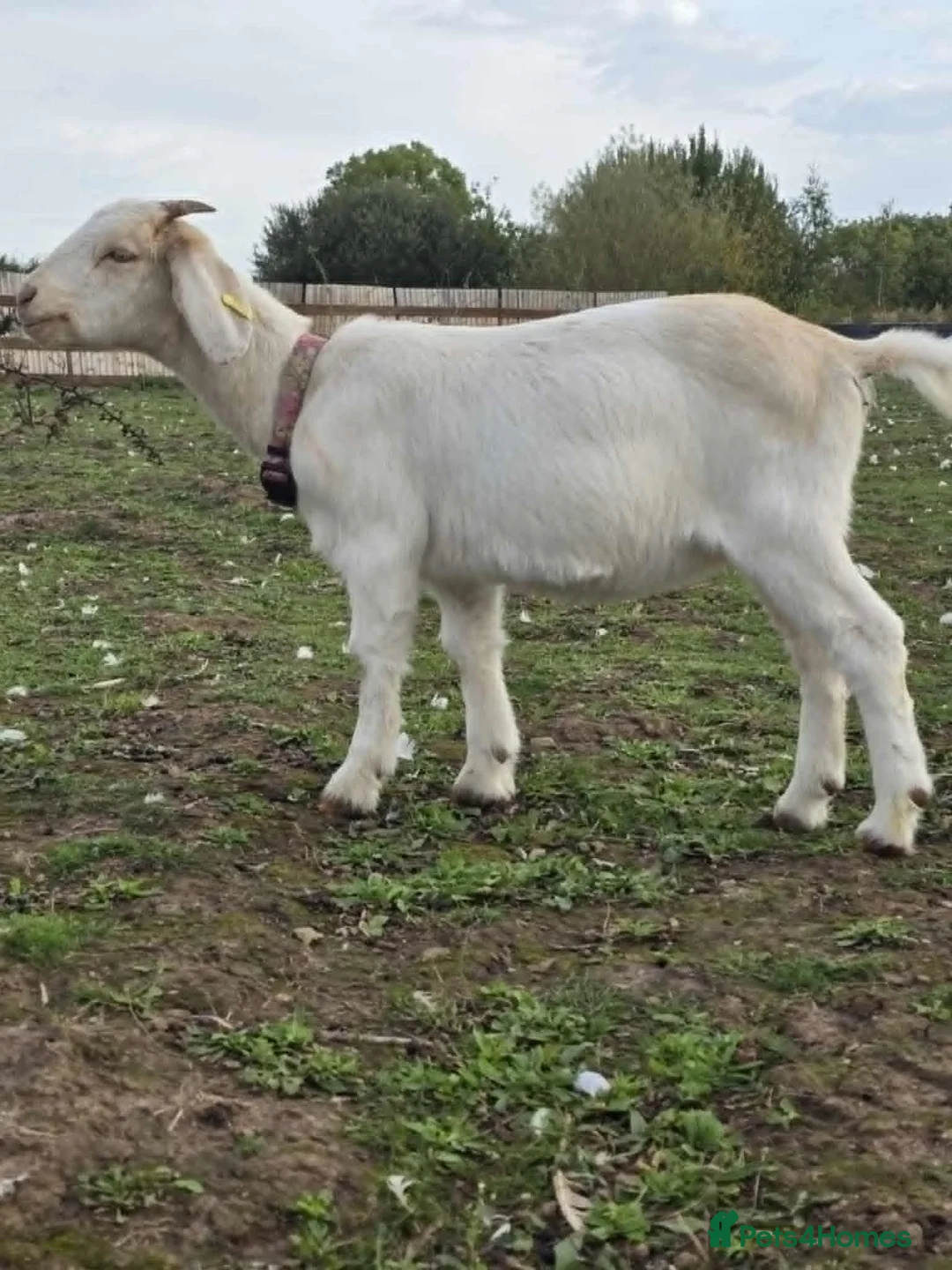 Goats livestock for sale: Ed & Blossom in Doncaster - Advert 4