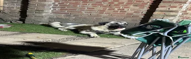 Turkish Kangal 1