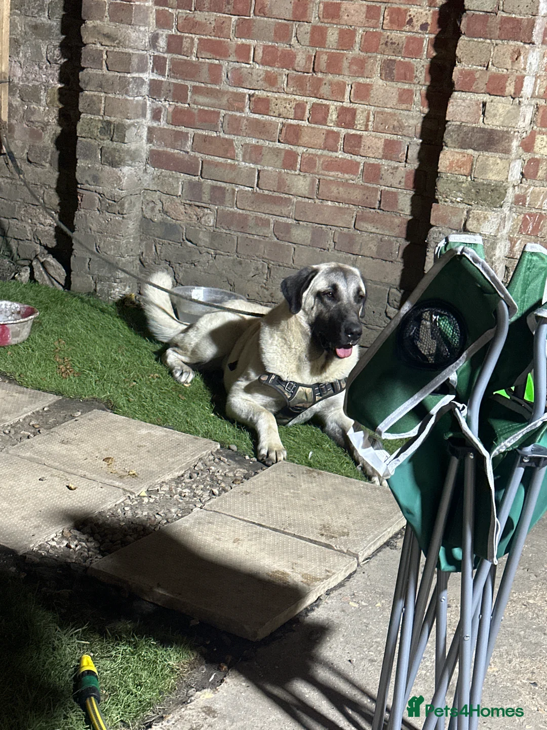 Turkish Kangal dogs for sale: KANGAL FOR SALE  in London - Advert 2