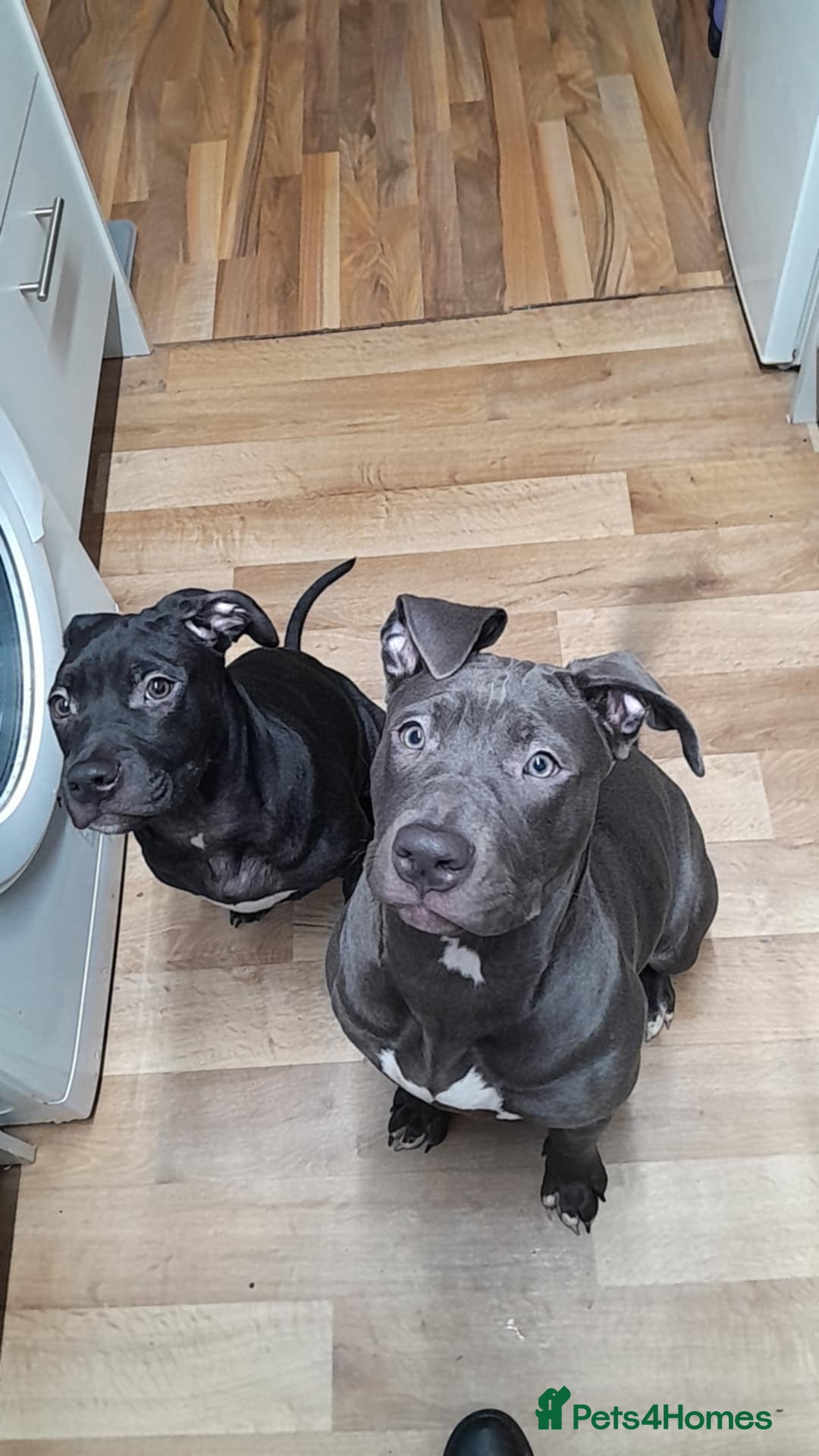 Mixed Breed dogs for sale: Lola needs a new home ! - Advert 3