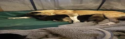 Mixed Breed dogs for sale: Akita cross Labrador  in Gillingham - Advert 7