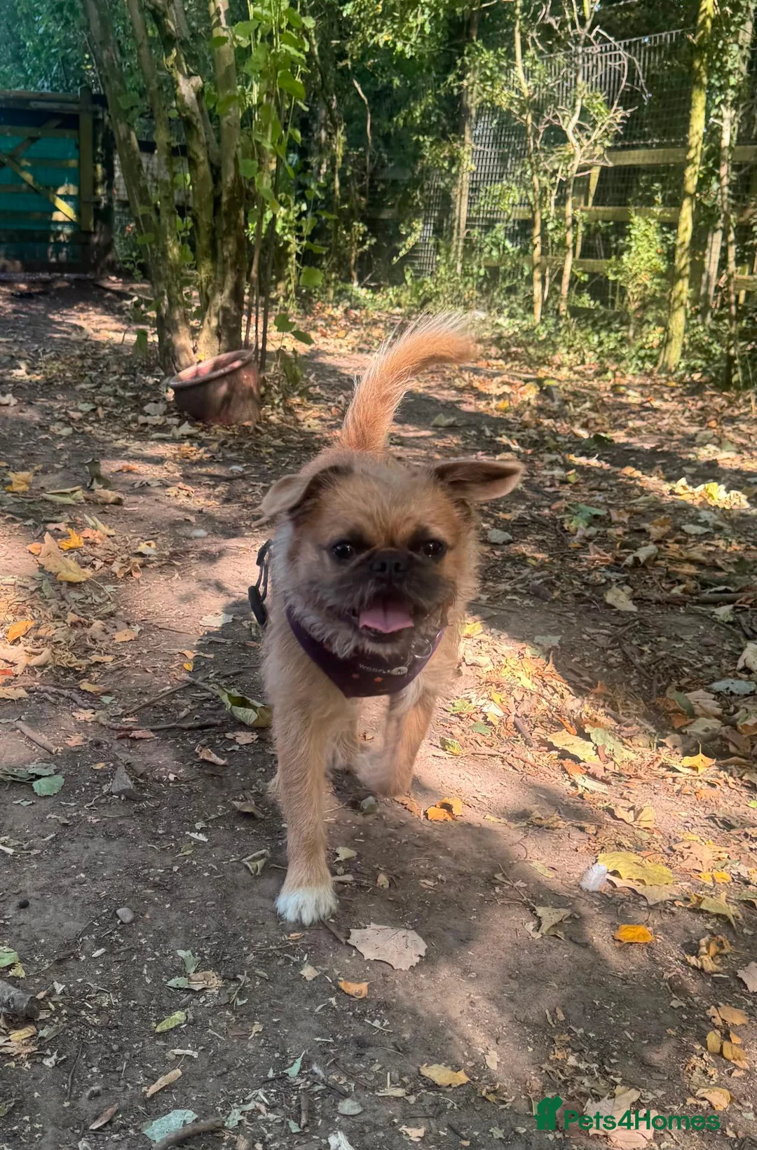 Mixed Breed dogs for adoption: Buddy - Advert 6