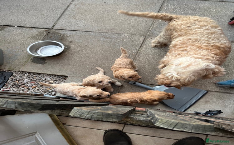 Cockapoo dogs - Advert 1