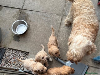 Cockapoo dogs - Advert 15