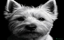 West Highland Terrier dogs for stud: Gorgeous West Highland Stud Dog - Image 1