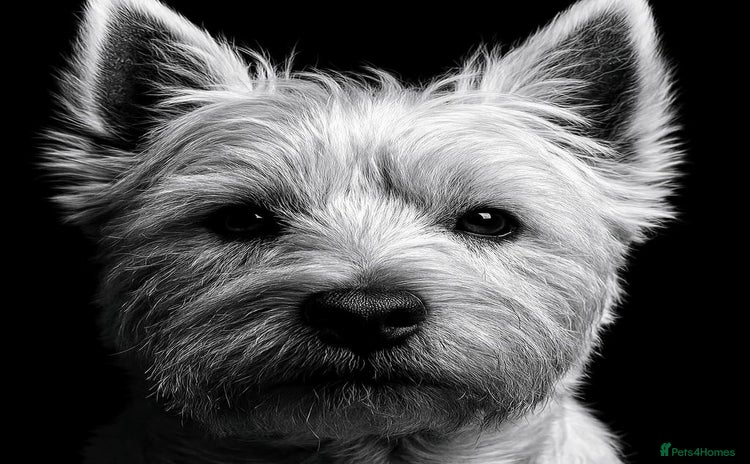 West Highland Terrier dogs - Advert 1