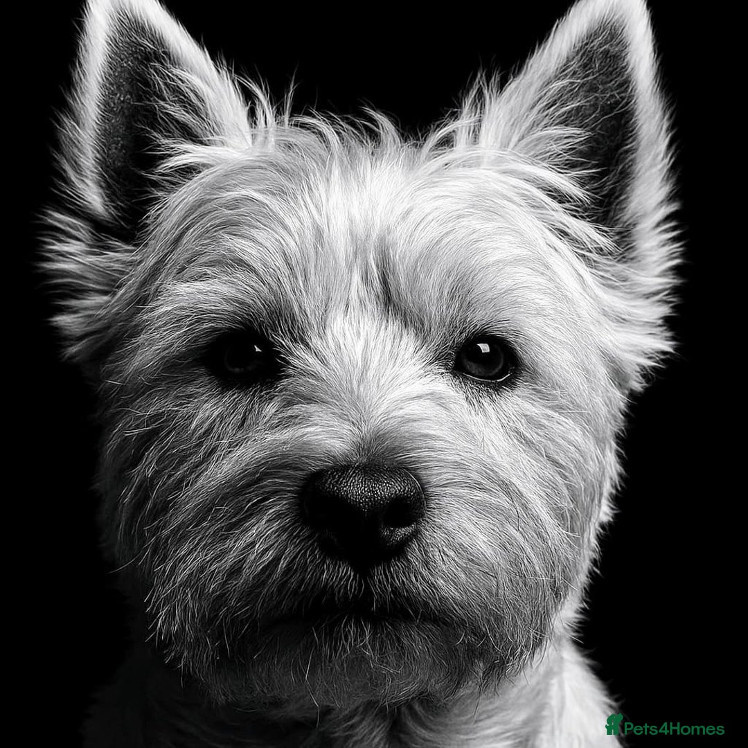 West Highland Terrier dogs for stud: Gorgeous West Highland Stud Dog - Image 1