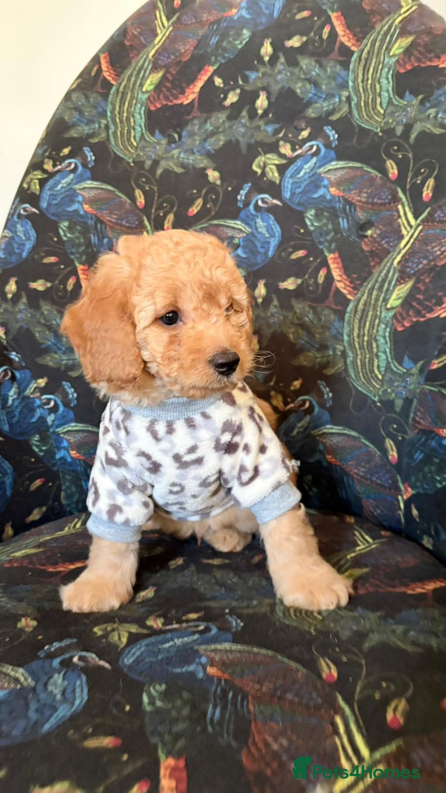 Cavapoo dogs 🌷🐾1 Cavapoo mixed with toy poodle left🐶 - Advert 10