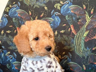 Cavapoo dogs 🌷🐾1 Cavapoo mixed with toy poodle left🐶 - Advert 10