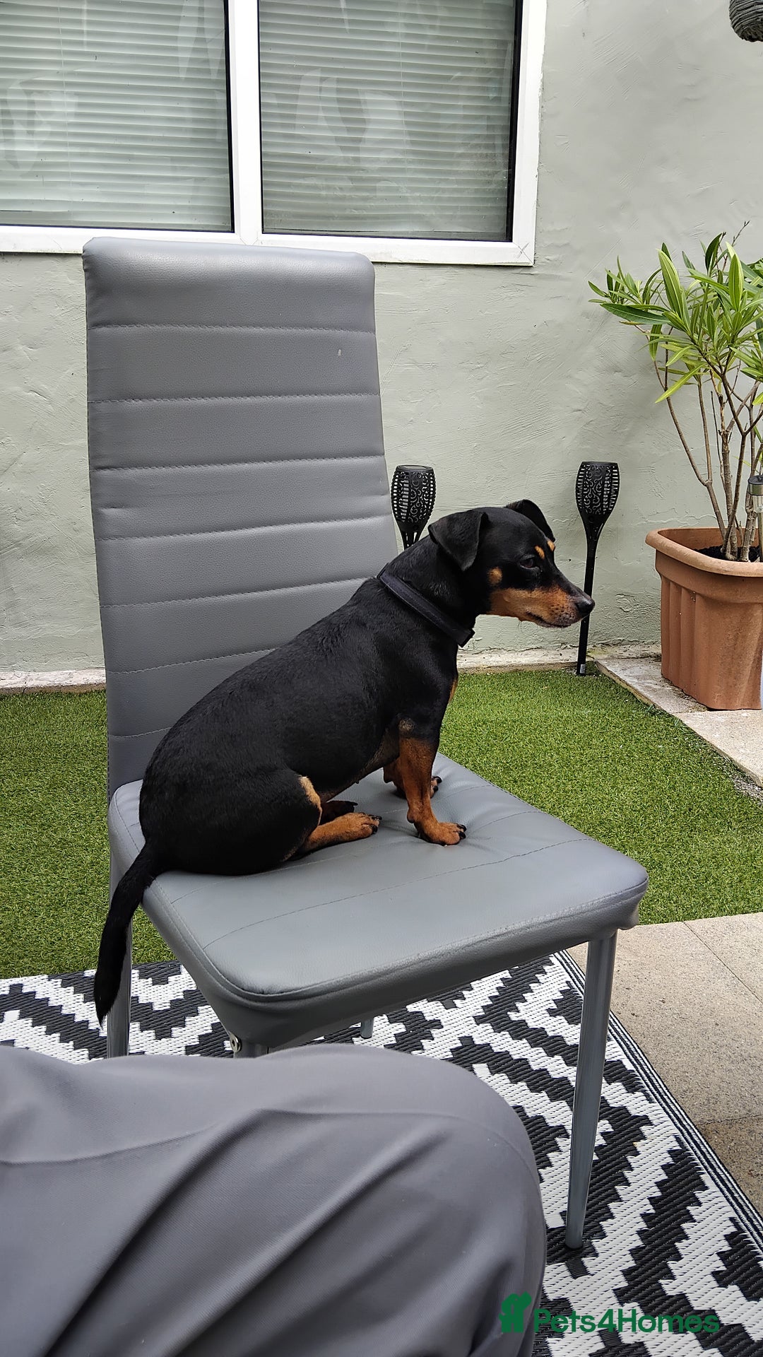 Jack Russell dogs for sale: Roxi 6 year old Jack russle  - Advert 2