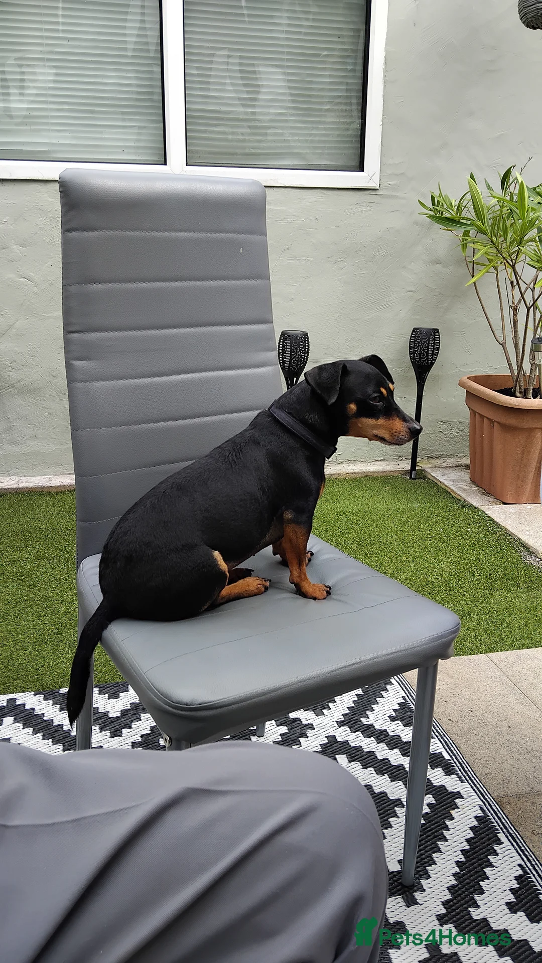 Jack Russell dogs for sale: Roxi 6 year old Jack russle  - Advert 2