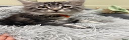 Maine Coon cats for sale: Beautiful friendly Maine Coon cross Kittens  - Advert 34