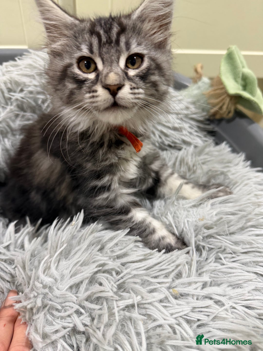 Maine Coon cats for sale: Beautiful friendly Maine Coon cross Kittens  - Advert 34