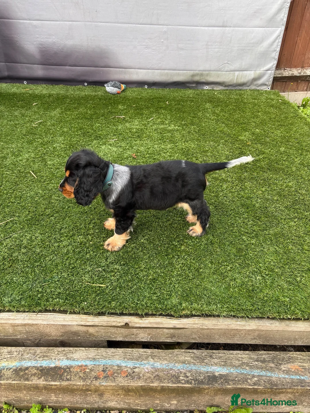 Cocker Spaniel dogs for sale: Show cocker spaniel  - Advert 3