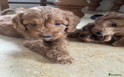 Cockapoo dogs for sale: F1 Apricot / Red Cockapoo’s  in Wetherby - Image 11