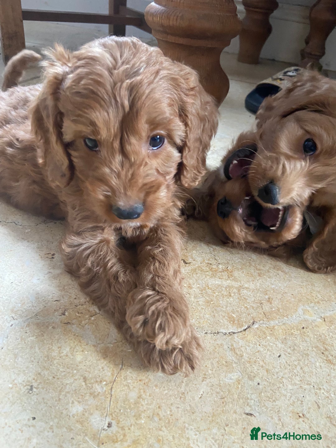 Cockapoo dogs for sale: F1 Apricot / Red Cockapoo’s  in Wetherby - Image 11