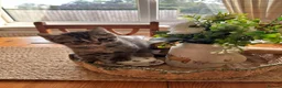 Mixed Breed cats for sale: Beautiful British short haired cross kittens  - Advert 11