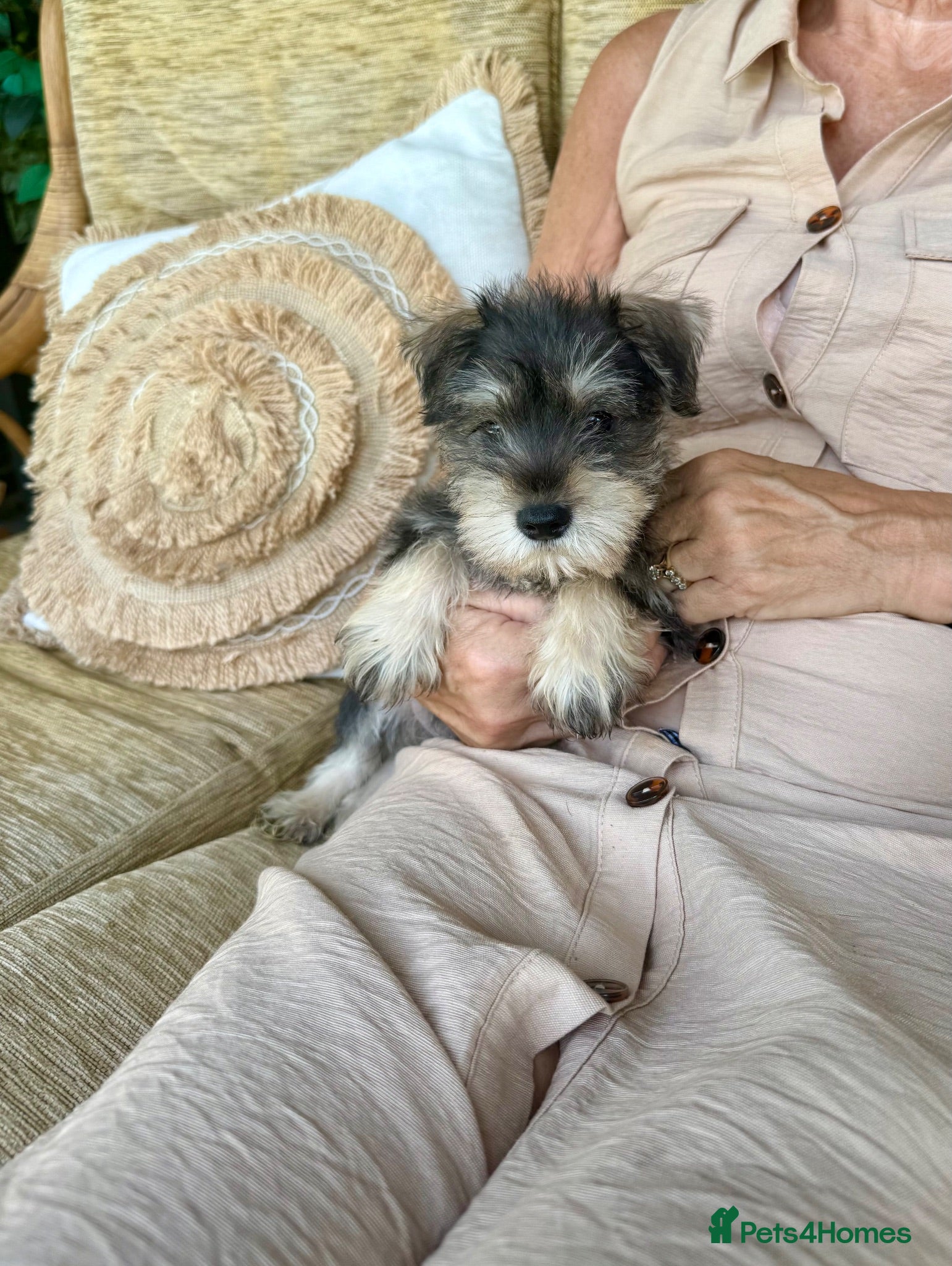 Miniature Schnauzer dogs Beautiful kc reg miniature schnauzer puppies - Advert 4