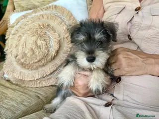 Miniature Schnauzer dogs Beautiful kc reg miniature schnauzer puppies - Advert 4
